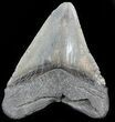 Huge, Megalodon Tooth - South Carolina #49935-2
